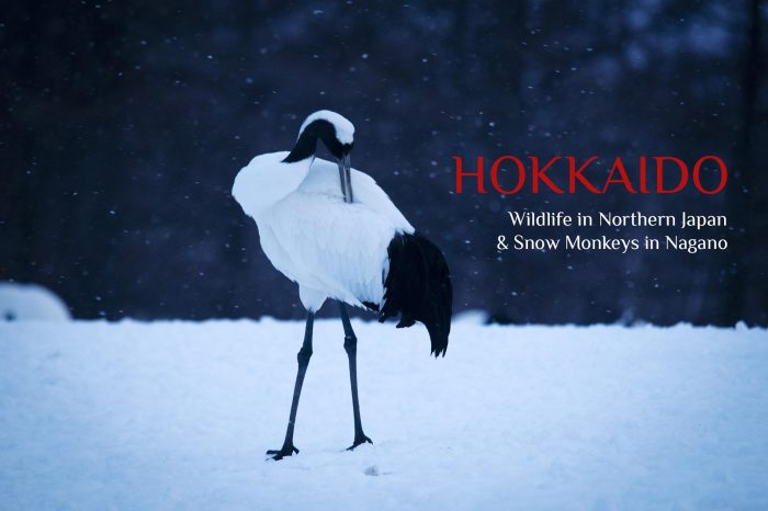 Photo Tour Japan Winter 2022: HOKKAIDO “Wildlife in Hokkaido &  Snow Monkeys in Nagano”