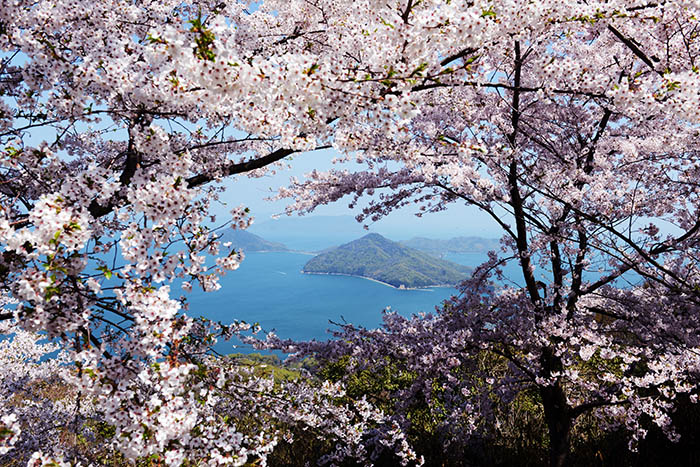 Kyoto & Setouchi Cherry Blossom Photo Tour 2019