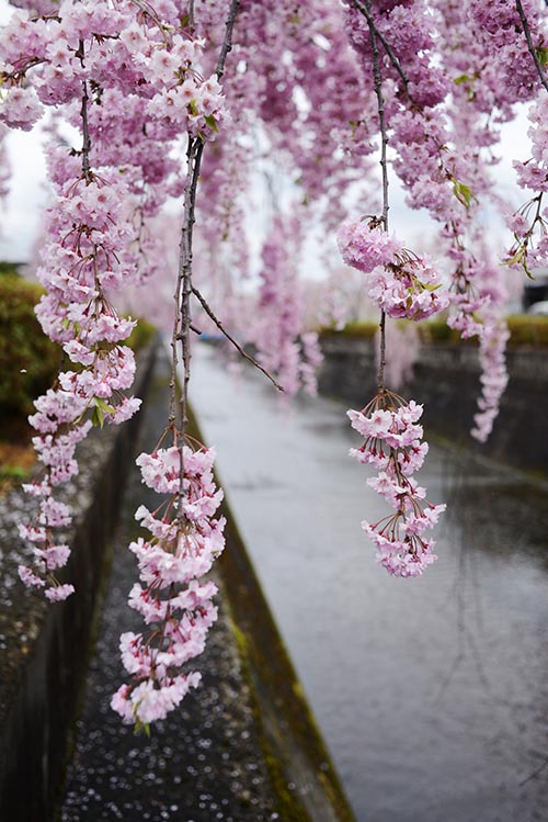 cherry blossom photo tour to tohoku