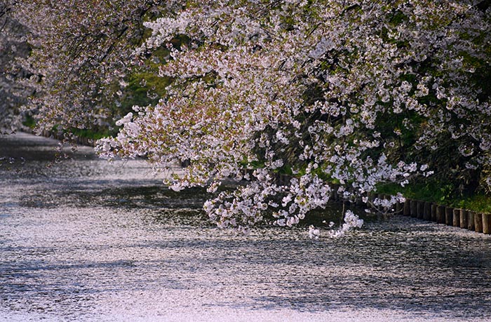 Cherry blossom photo tour to Tohoku