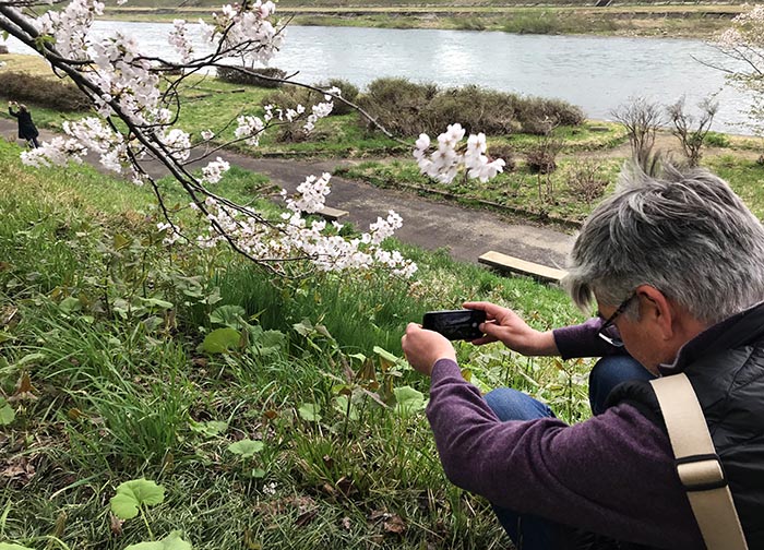 Akashi Travel cherry blossom photo tour Japan
