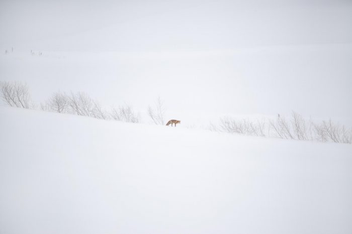 Hokkaido Private Photo Tour  Winter 2024: Minimal Landscape & Wildlife