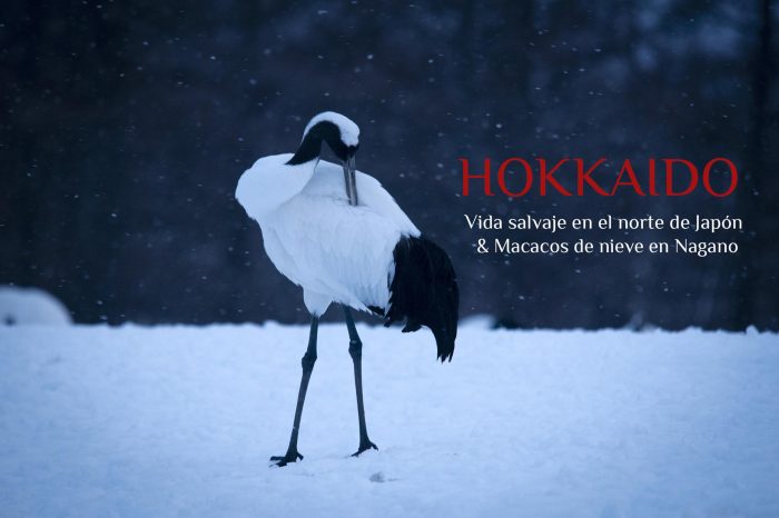 Viaje Fotográfico a Japón Invierno 2022: HOKKAIDO «Vida salvaje en Hokkaido & Macacos de nieve en Nagano»